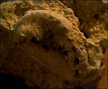 haliotis lamellosa Lamarck, 1822 - Pleistocene.